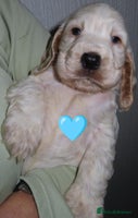 Cocker Spaniel dogs 🏆🏆Show Type Cocker Spaniel last boy AVAILABLE🏆 - Advert 14