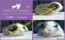 Mini Lop rabbits for sale: Mini Lop Babies - 5 weeks old - Reserve Now - Image 4