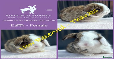 Mini Lop rabbits - Advert 8