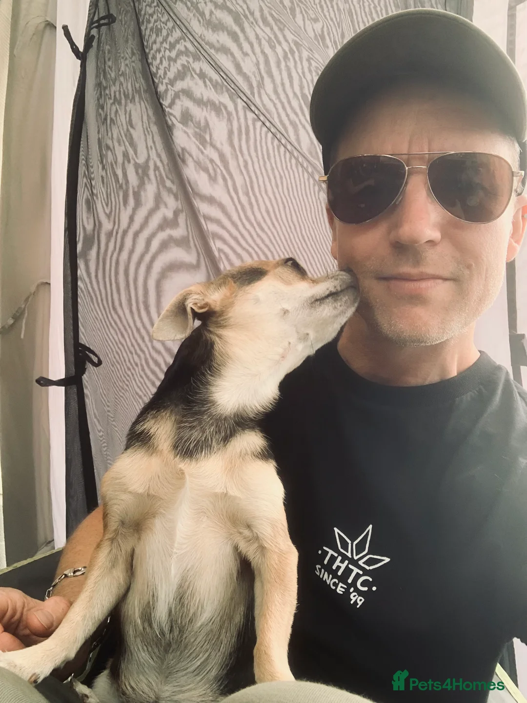 Chihuahua dogs for stud: Kenobi  - Advert 15