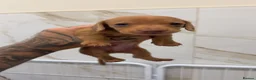 Miniature Dachshund dogs for sale: Cream & Chocolate Long Haired Carriers  - Advert 5
