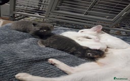 Khao Manee cats for sale: Khao manees kittens - Image 10