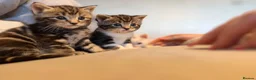 British Shorthair cats for sale: 5 gorgeous kittens for sale!  - Advert 2