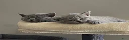 British Shorthair cats for sale: Gorgeous GCCF British Shorthair Kittens  - Advert 17