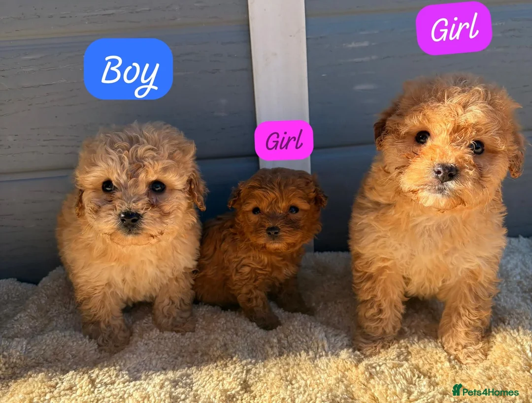 Cockapoo dogs for sale: Cocker poos - Advert 9