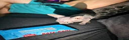 Sphynx cats for sale: Exceptional Sphynx Kittens — Home-Raised - Advert 13