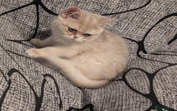 British Shorthair cats for sale: Little funny adorable girl  - Image 7
