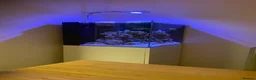 Other/Mixed Breed fish for sale: Reef Aquarium with BLACK STORM CLOWNS  - Advert 1