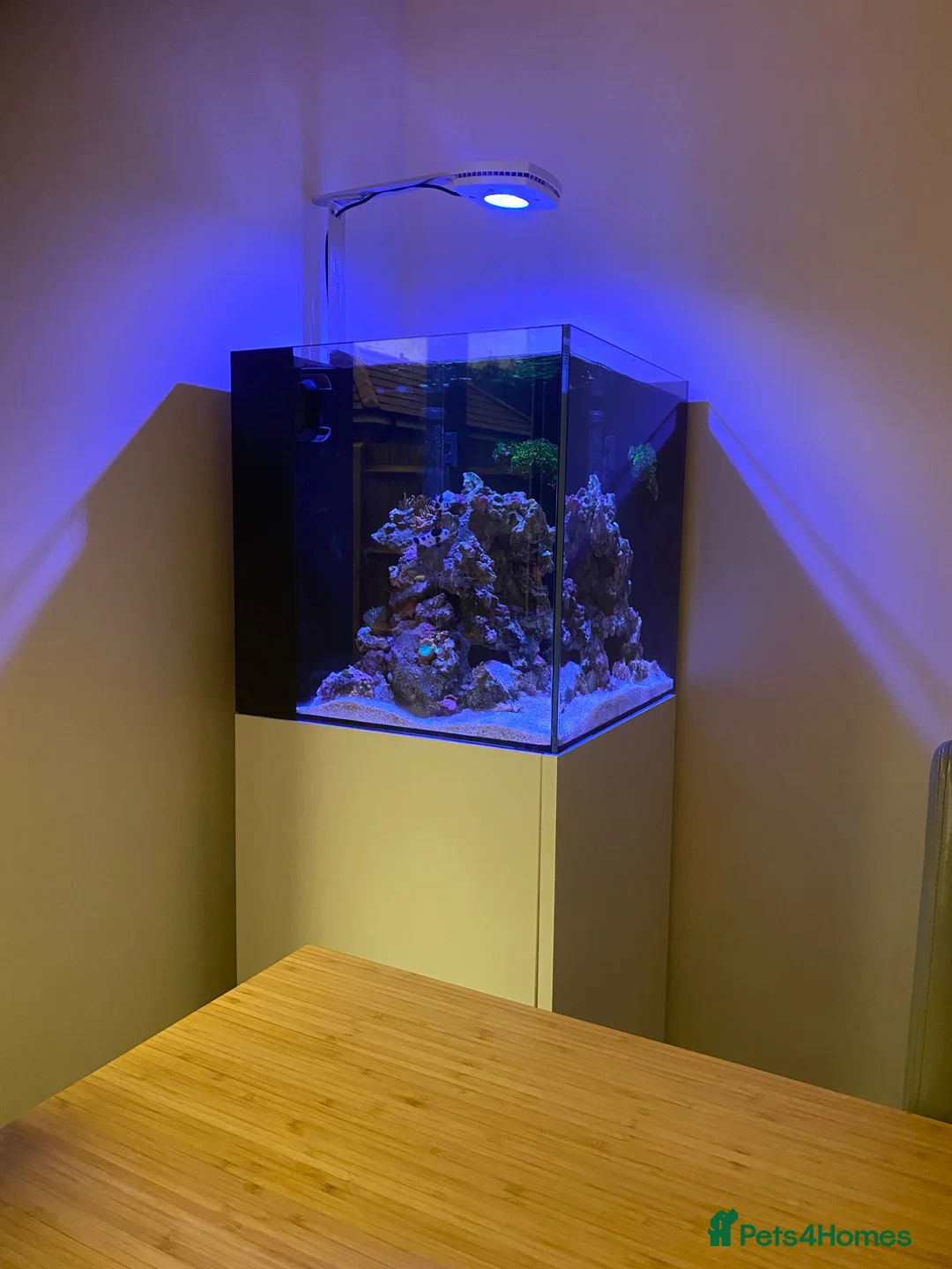 Other/Mixed Breed fish for sale: Reef Aquarium with BLACK STORM CLOWNS  - Advert 1