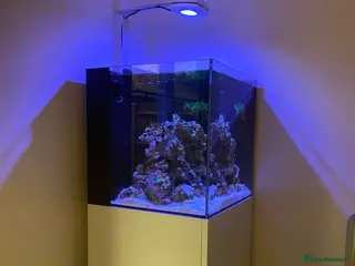 Other/Mixed Breed fish Reef Aquarium with BLACK STORM CLOWNS - Advert 1