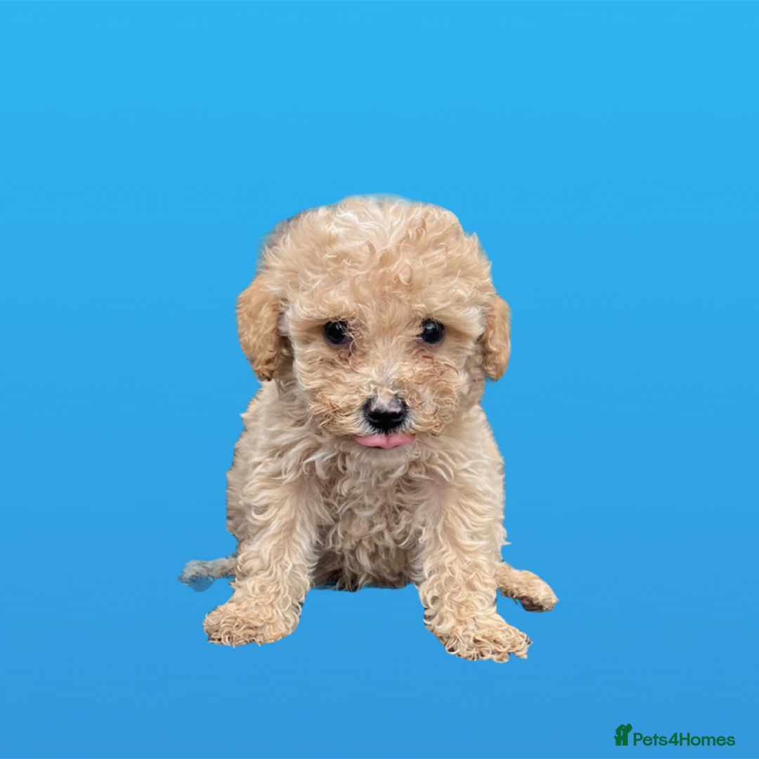 Cockapoo dogs for sale: F1B cockapoo puppys - Image 16