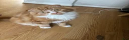 Scottish Fold cats for sale: Scottish fold longhair  - Advert 6