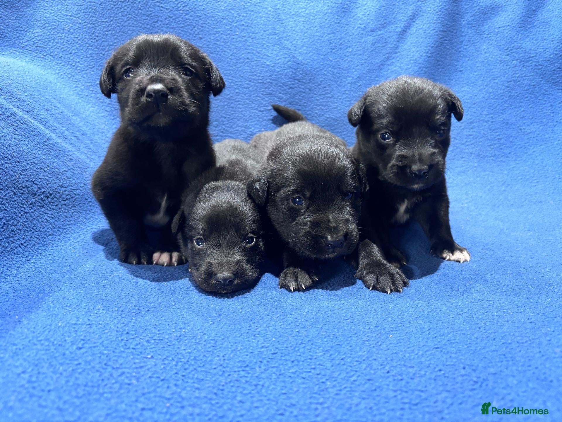 Mixed Breed dogs Labrador X Huntaway Puppies - Advert 2