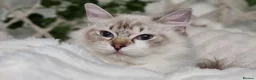 Ragdoll cats for sale: Tica registered Amazing quality kittens - Advert 3