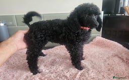 Mixed Breed dogs for sale: Quality Moyens! 2 girls left - very Rare in 🇬🇧  - Image 6