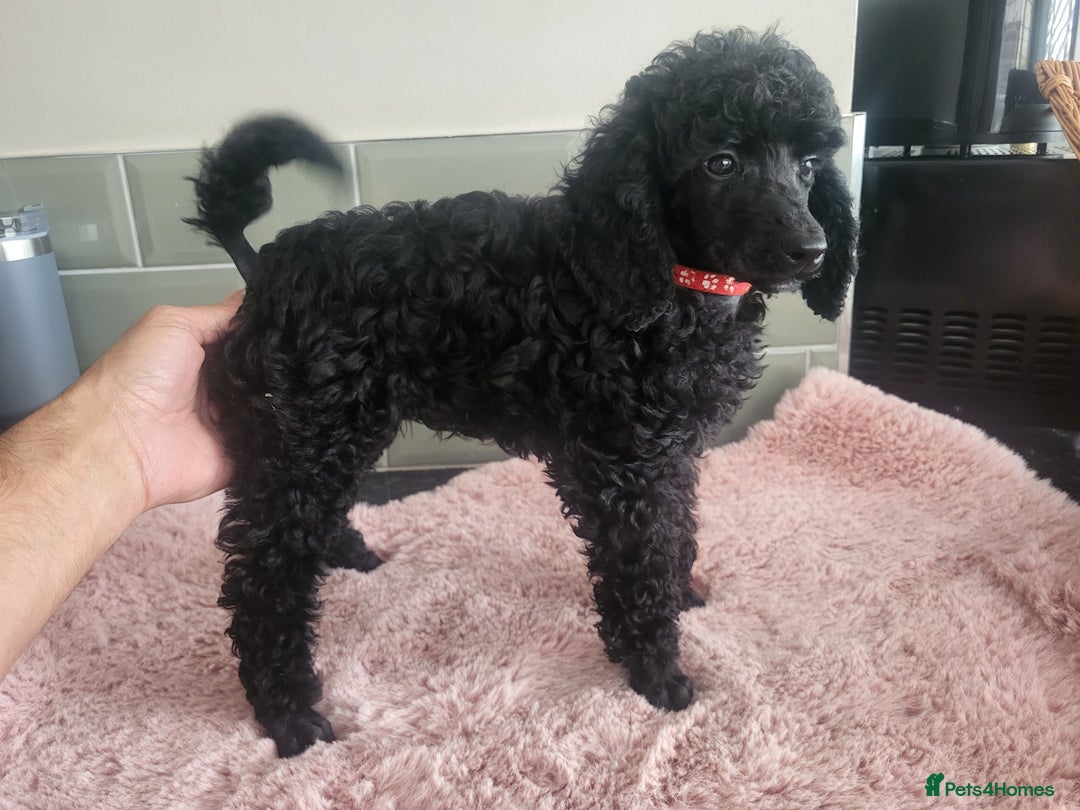 Mixed Breed dogs for sale: Quality Moyens! 2 girls left - very Rare in 🇬🇧  - Image 6
