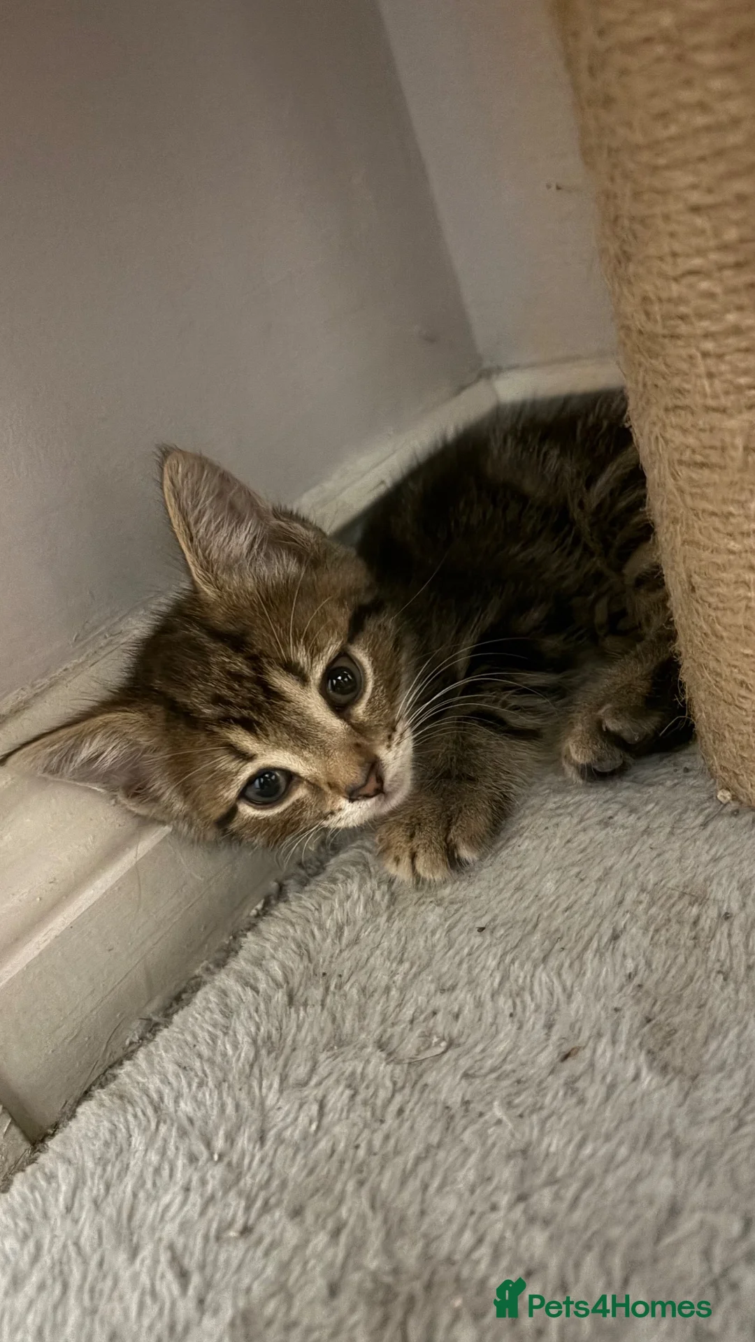 Mixed Breed cats for sale: 6 beautiful kittens  - Advert 8