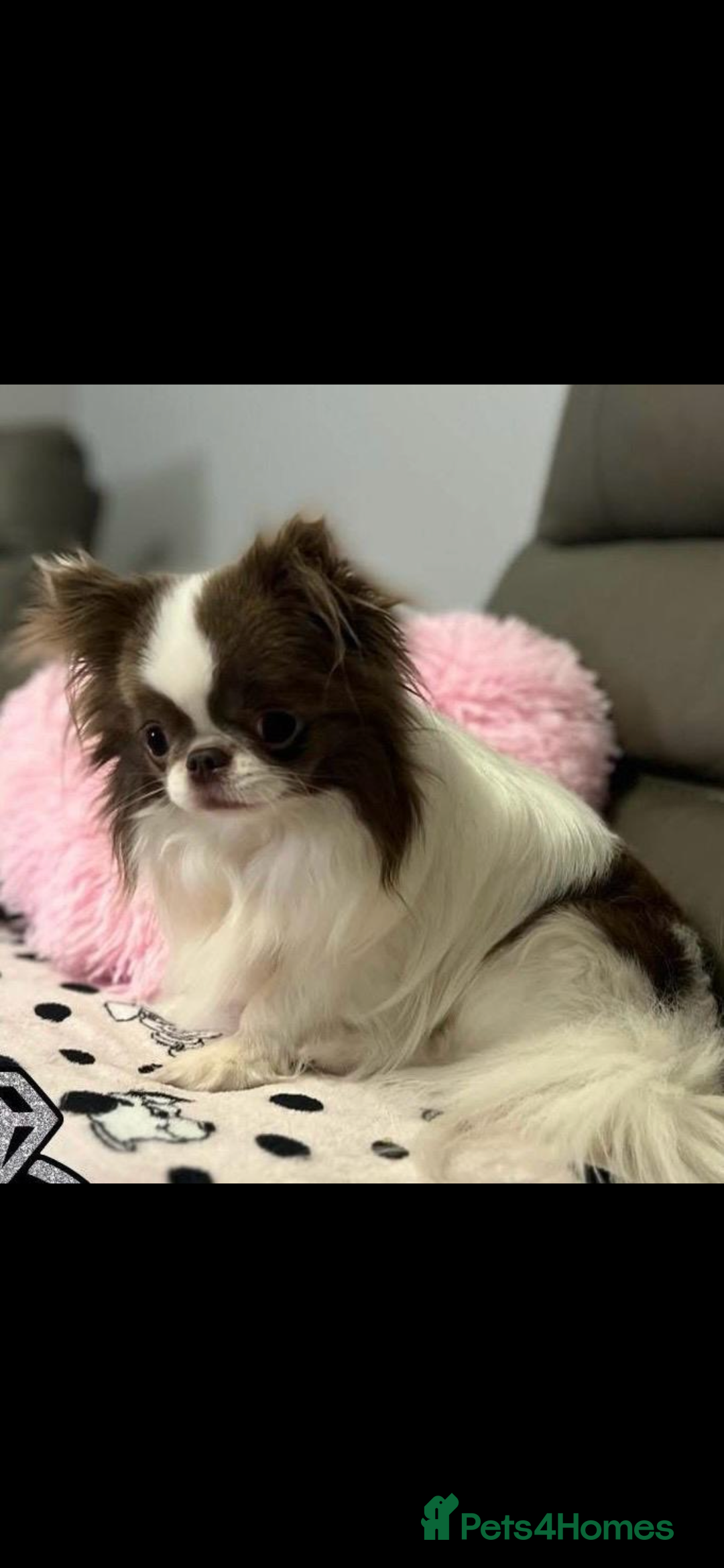 Chihuahua dogs for sale: Blue eyed beauty Russian import chihuahua  - Image 8