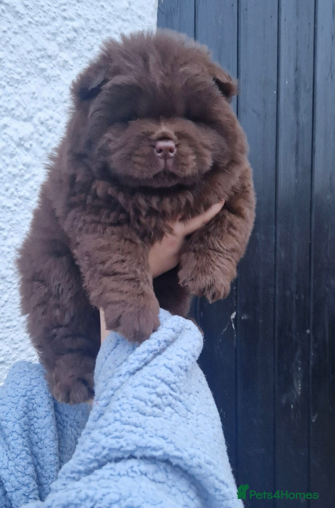 Chow Chow dogs for sale: KC Top quality of chow chow looking for new  🏠  - Advert 10