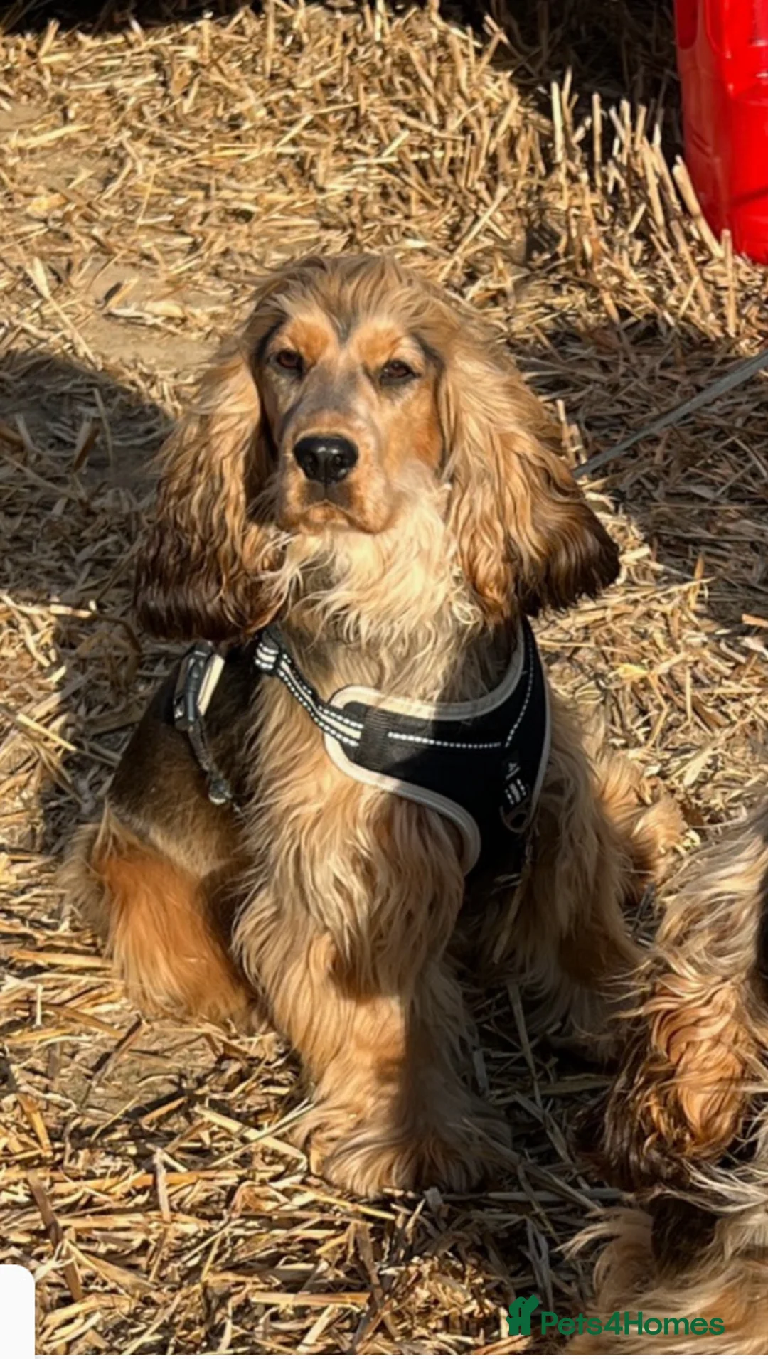 Gallery Image {{count}}