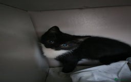 British Shorthair cats for sale: British shorthair kittens  - Image 10
