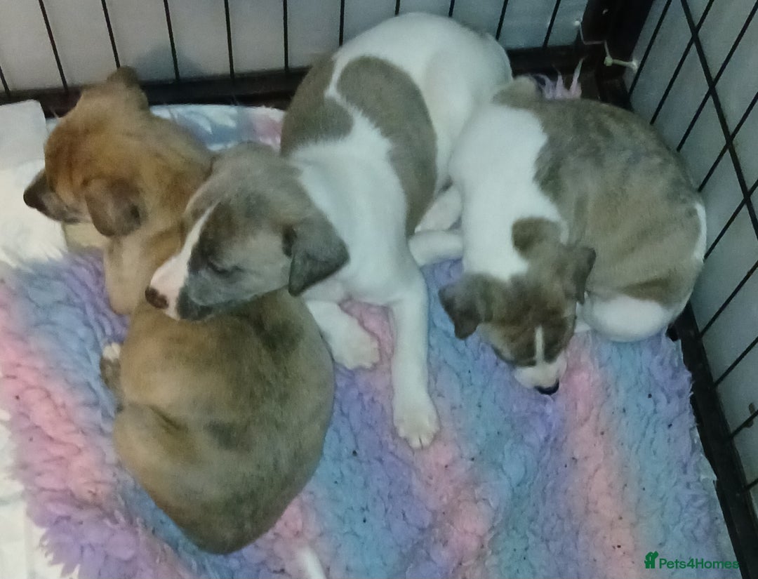 Whippet dogs for sale: Beautiful Outgoing Pedigree Whippet Puppies - Advert 1