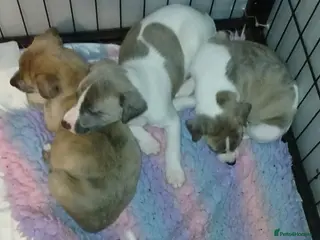 Whippet dogs Beautiful Outgoing Pedigree Whippet Puppies - Advert 3