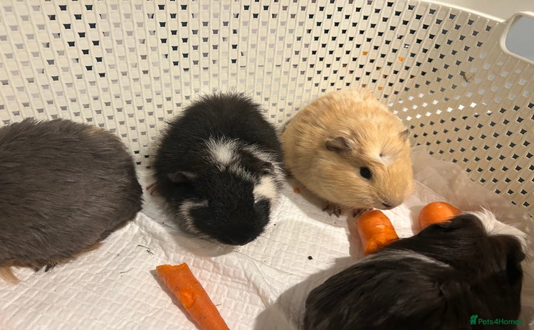 Guinea Pig rodents - Advert 2