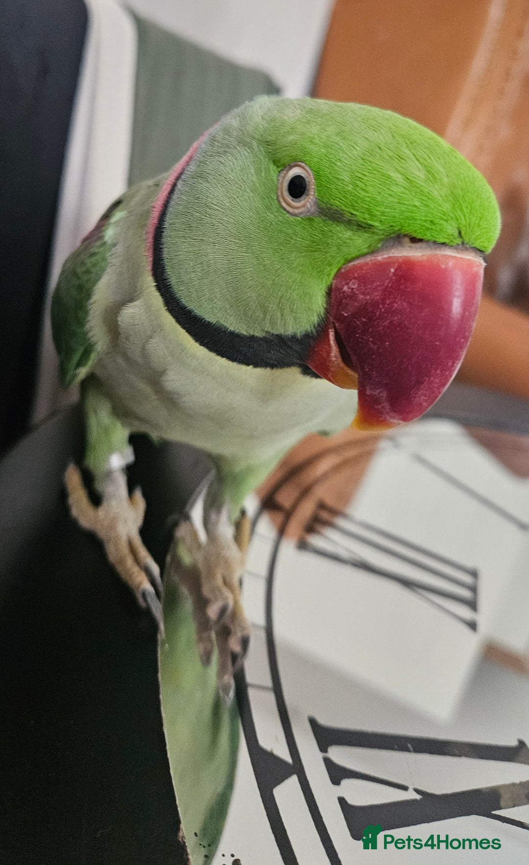 Parakeets birds for sale: Echo the alexandrine  - Image 3