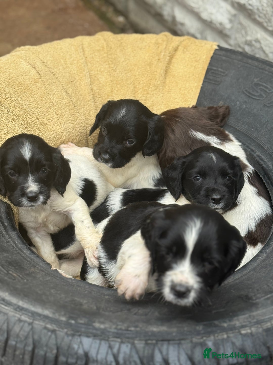 English Springer Spaniel dogs for sale: Pedigree Springer Spaniel Pups.  - Image 16