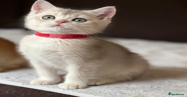 British Shorthair cats - Advert 2