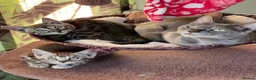 Bengal cats for sale: Tica Registered Bengals  - Advert 4