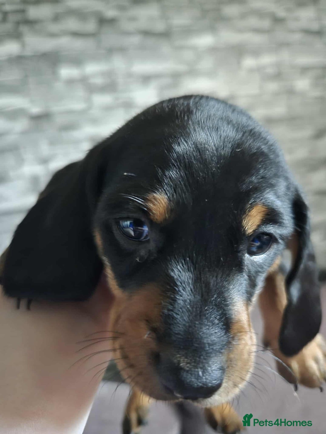 Miniature Dachshund dogs for sale: Miniature dachshund boy - Image 5