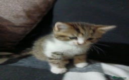 Mixed Breed cats for sale: Beautiful hand reared kittens  - Image 11