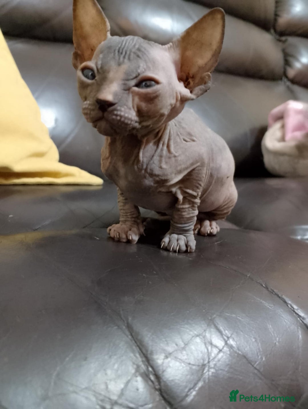 Sphynx cats for sale: 2 male & 4 female canadian sphynx looking for home - Image 9