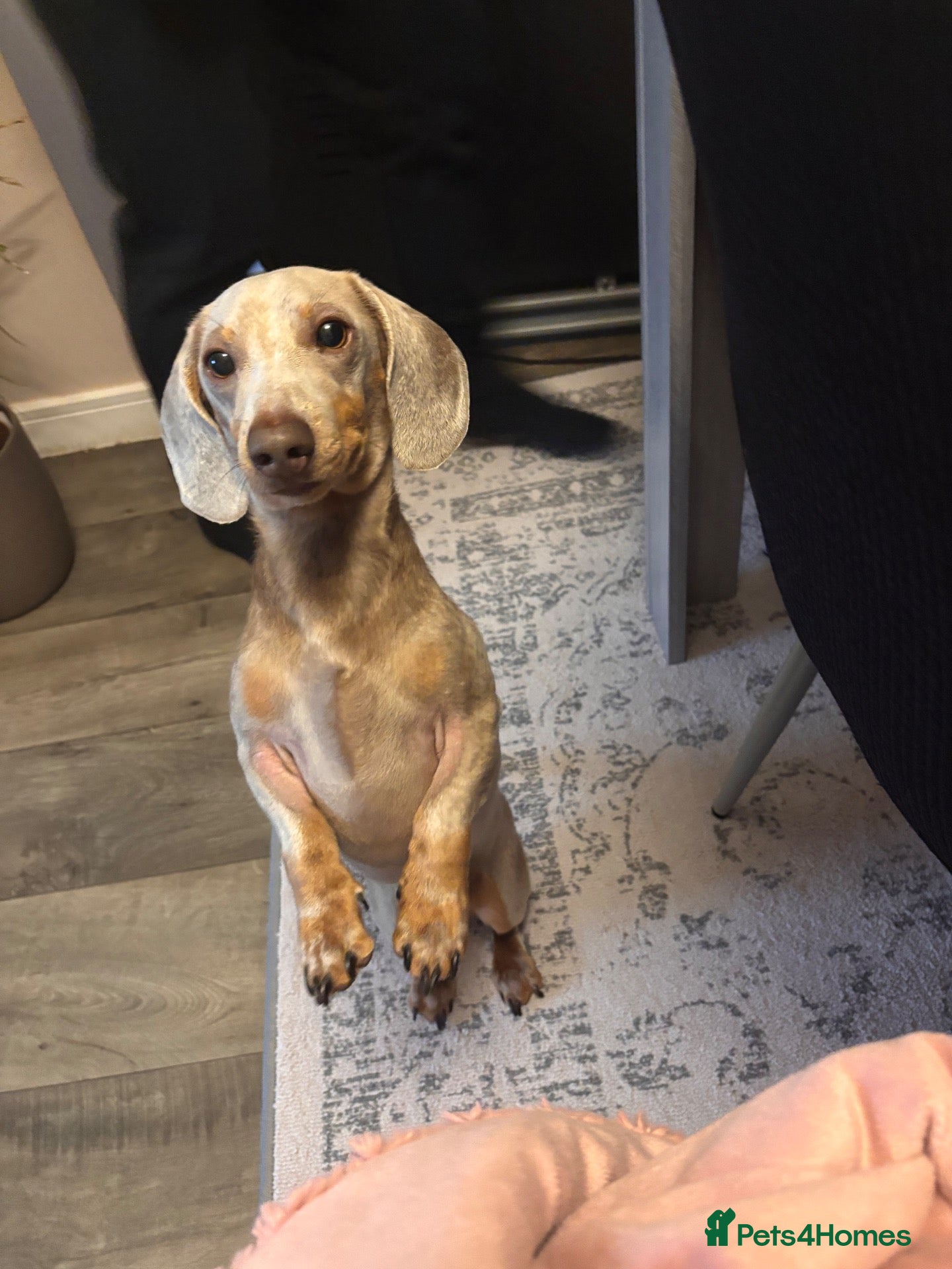 Dachshund dogs Rex male dog  - Advert 3