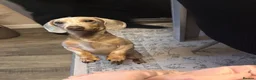 Dachshund dogs for sale: Rex male dog  in Wrexham - Advert 1