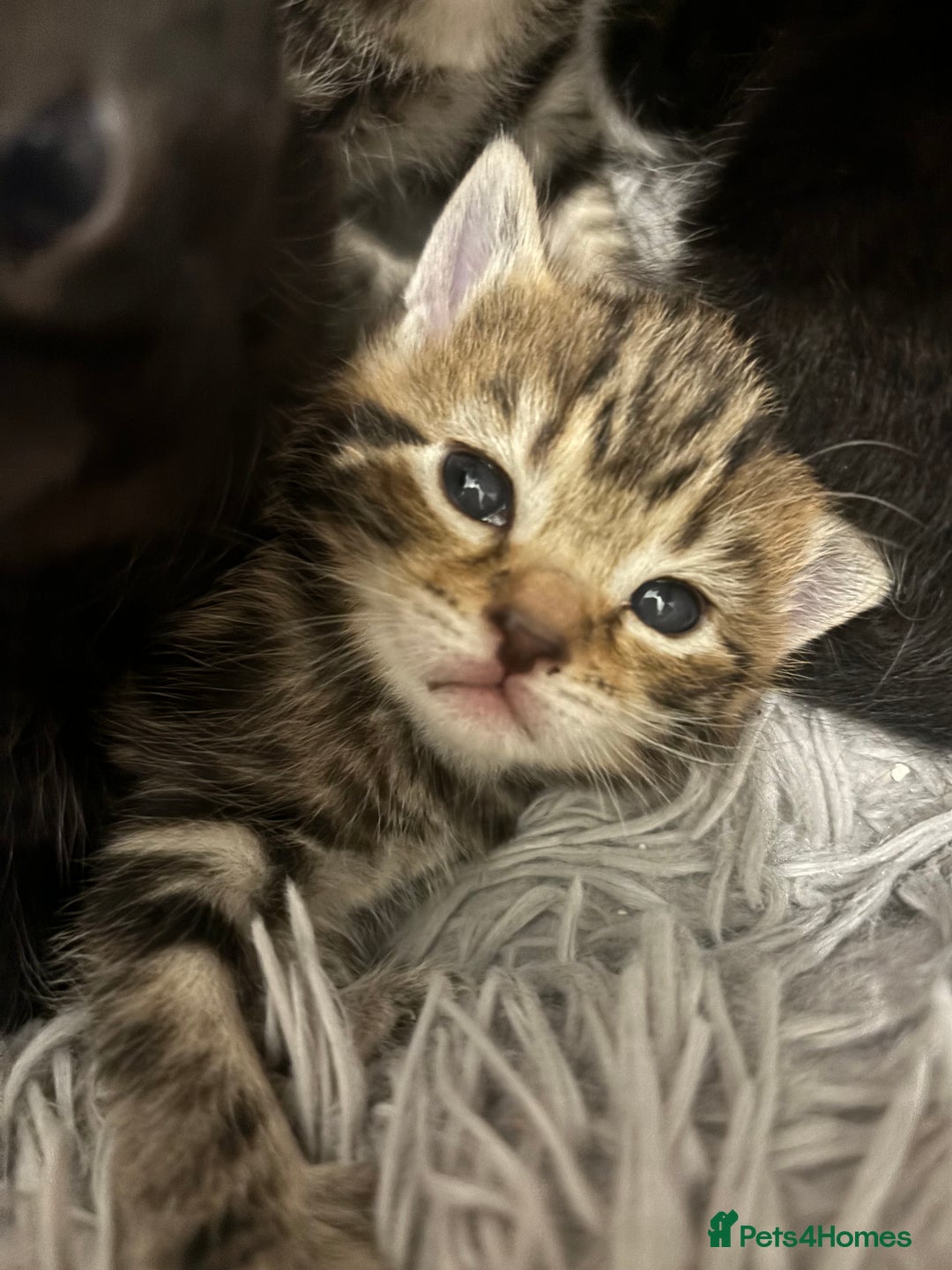 Bengal cats for sale: Bengal kittens  - Advert 16