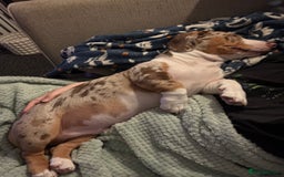 Mixed Breed dogs for sale: Old English bulldogge x miniature dachshund  - Image 6