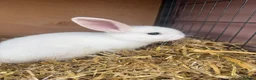 Mixed Breed rabbits for sale: Lion lop babies for sale  - Advert 7
