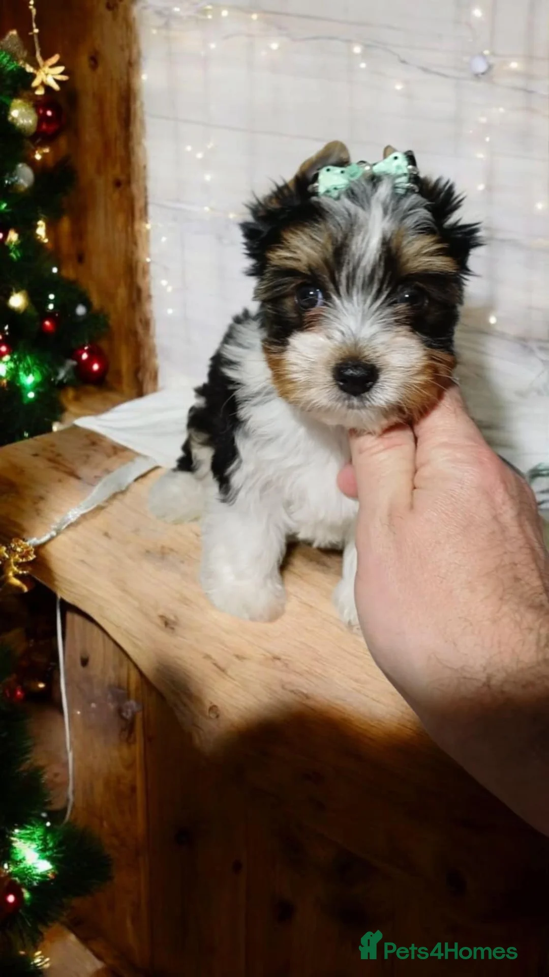 Yorkshire Terrier dogs for sale: 100% Biewer yorkshire-terrier Pedigree  - Advert 5