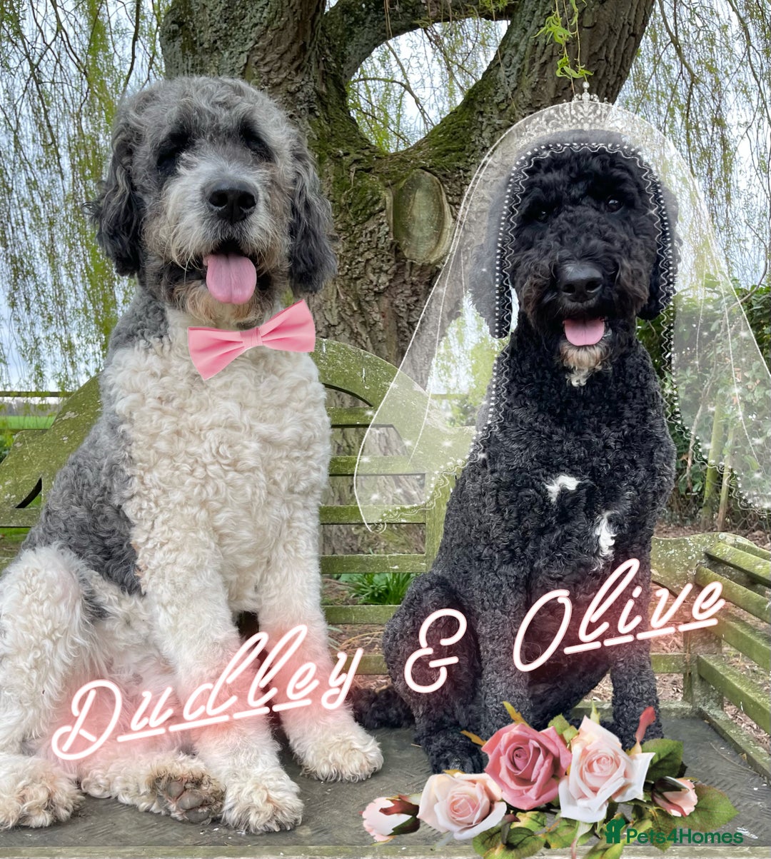 Sheepadoodle dogs for sale: Sheepaberdoodledoos  5 ⭐️ Licensed Home Breeder - Image 11