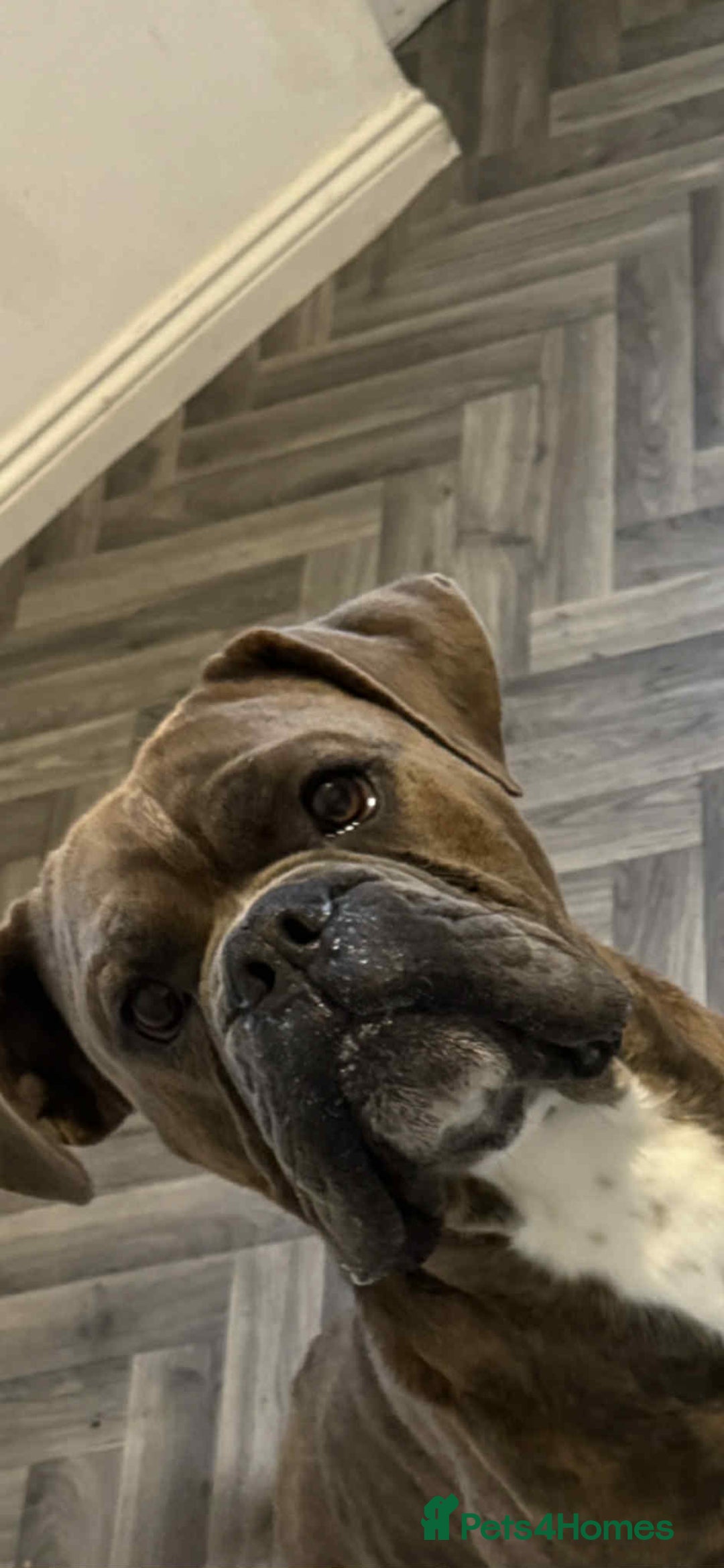 Old Tyme Bulldog dogs for sale: Old Tyme bulldog - Advert 2