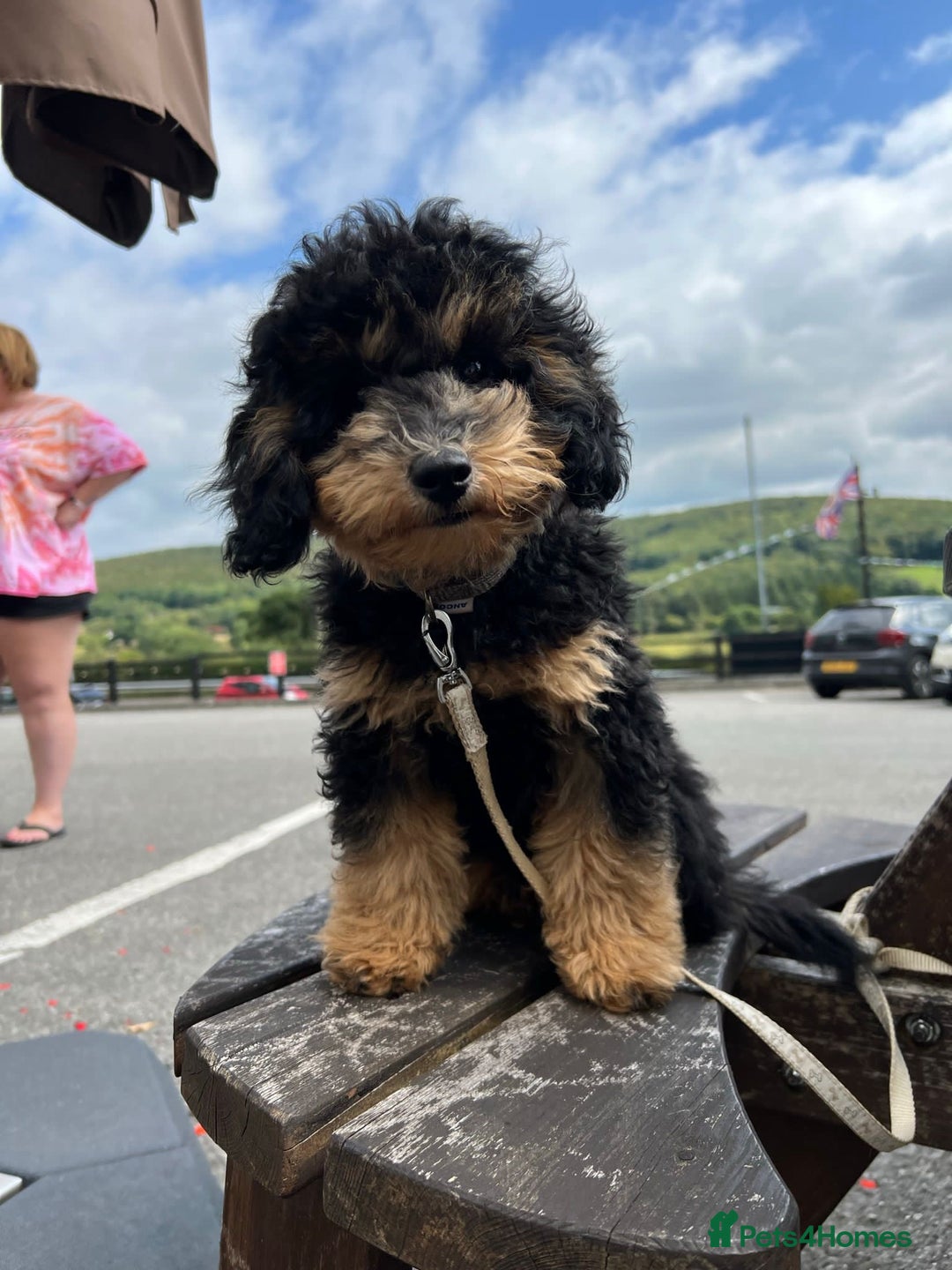 Cockapoo dogs for sale: Cockapoo puppies F1/F1b. Health tested ready soon  - Image 9