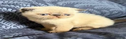 Exotic cats for sale: Colourpoint Exotic Shorthair Kittens  - Advert 13