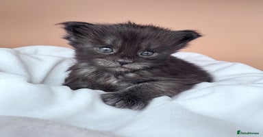 Maine Coon cats - Advert 11