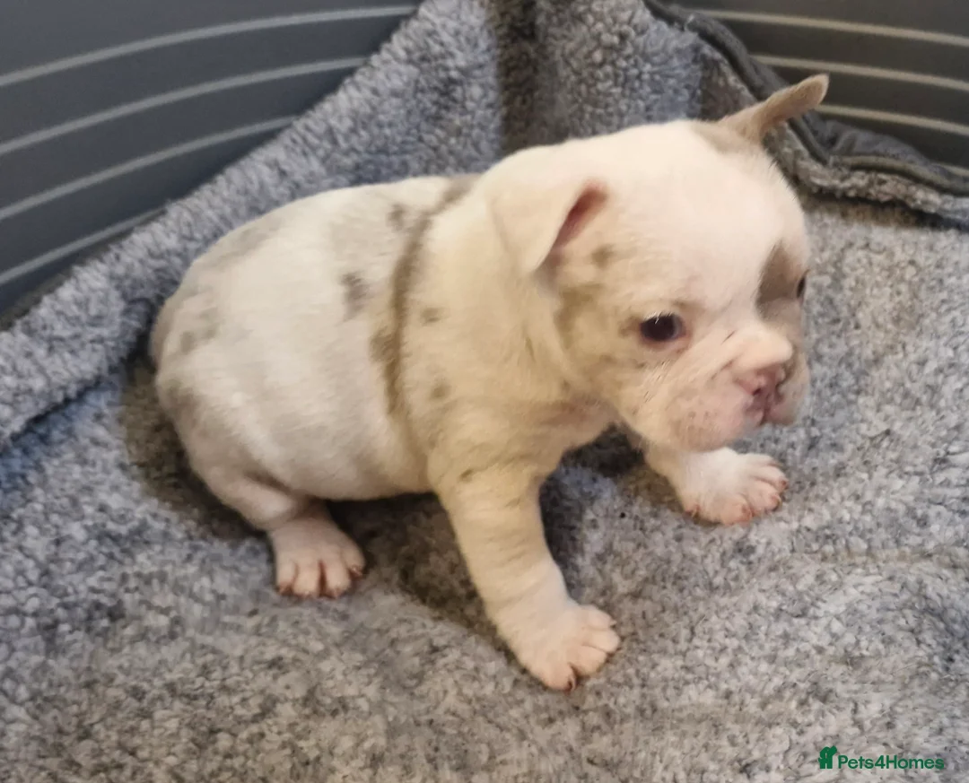 French Bulldog dogs for sale: Stunning dwkc merle french bulldogs  - Advert 12