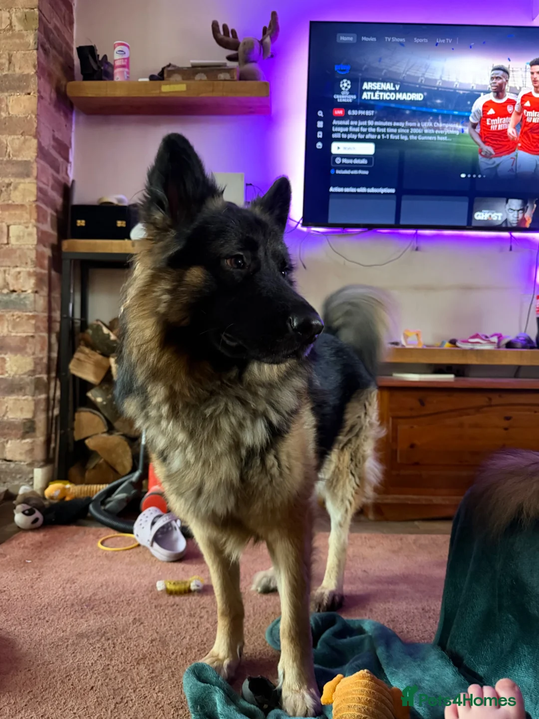 German Shepherd dogs for sale: 2 male boys both 3 years old  - Advert 2