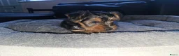 Yorkshire Terrier dogs for sale: 🐶 💖Pedigree Yorkshire Terrier Puppies💖 🐶 - Advert 23