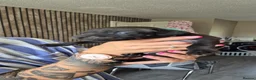 American Bull Staffy dogs for sale: Staffy x litter of 16 some have goneplease inquire - Advert 5